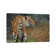 Indo Chinese Tiger by David Stribbling - Gallery-Wrapped Canvas Giclée on Canvas