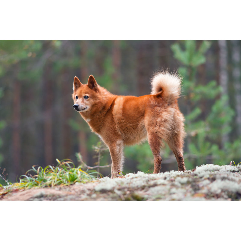 Finnish Spitz - Photographie sur toile tendue, H 8 po x l 12 po