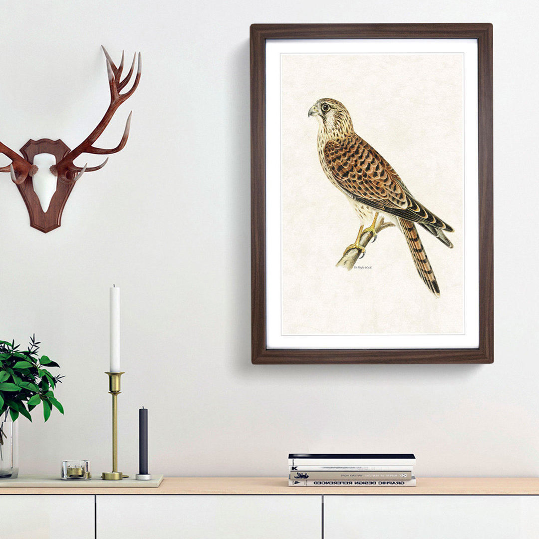 A Common Kestrel by Von Wright - Framed Print