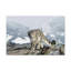 No Frame Print on Canvas-1852067390