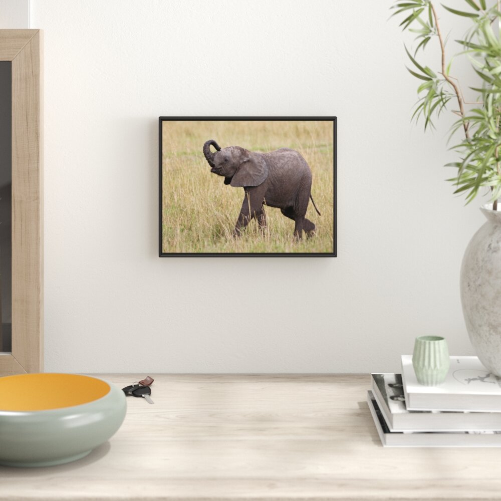 Gerahmter Fotodruck Little Baby Elephant