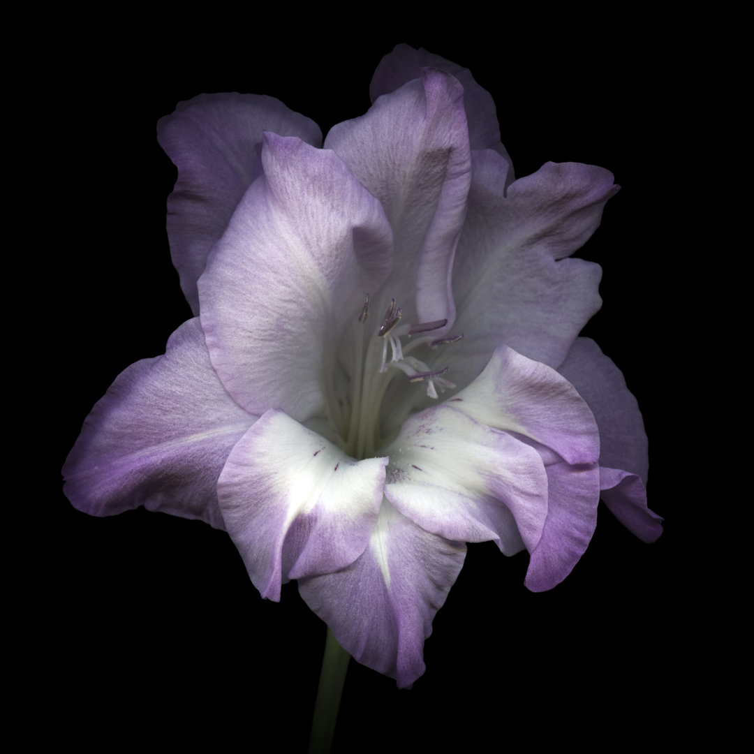 Fliederfarbene Gladiole von OGphoto - Druck