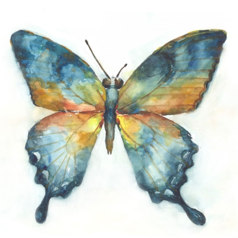 Vibrant Butterfly I Print by Beverly Fuller, 20" H x 20" W x 1.5" D, Outdoor