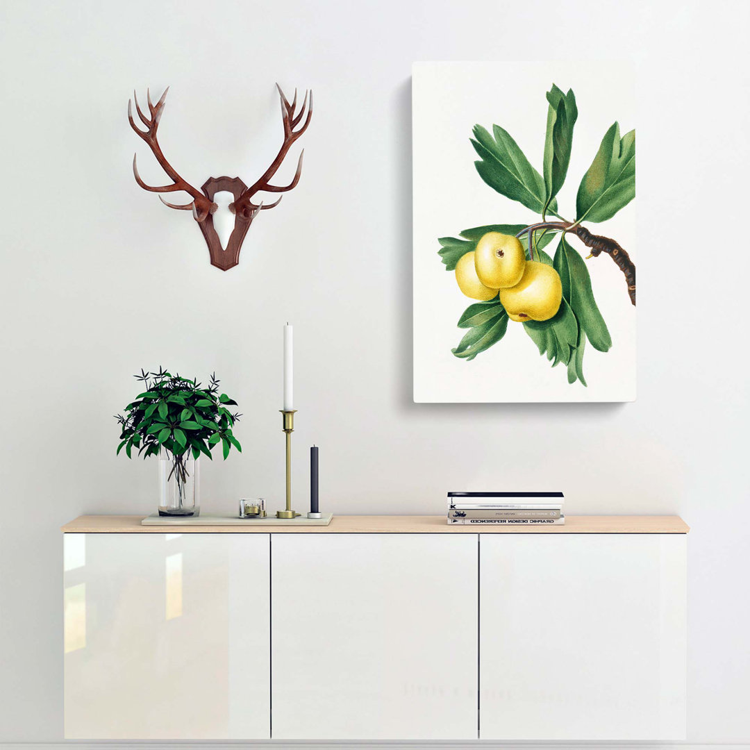 Hawthorn Apple Tree by Giorgio Gallesio - Wrapped Canvas