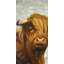 Highland cattle - 24"x48" Framed canvas