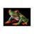 A Red-Eyed Tree Frog At The Sunset Zoo In Manhattan, KS. by Joel Sartore - Gallery-Wrapped Canvas Giclée on Canvas-1077933790-1077933789