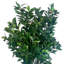 Olive Tree Artificial in Fiberstone Planter