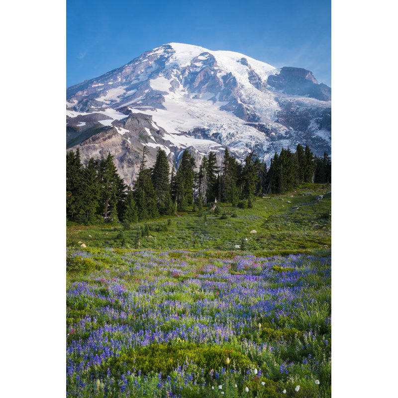 Beautiful Wildflowers And Mount Rainier by RobertCrum - Wrapped Canvas Print, 46cm H x 30cm W x 3.8cm D