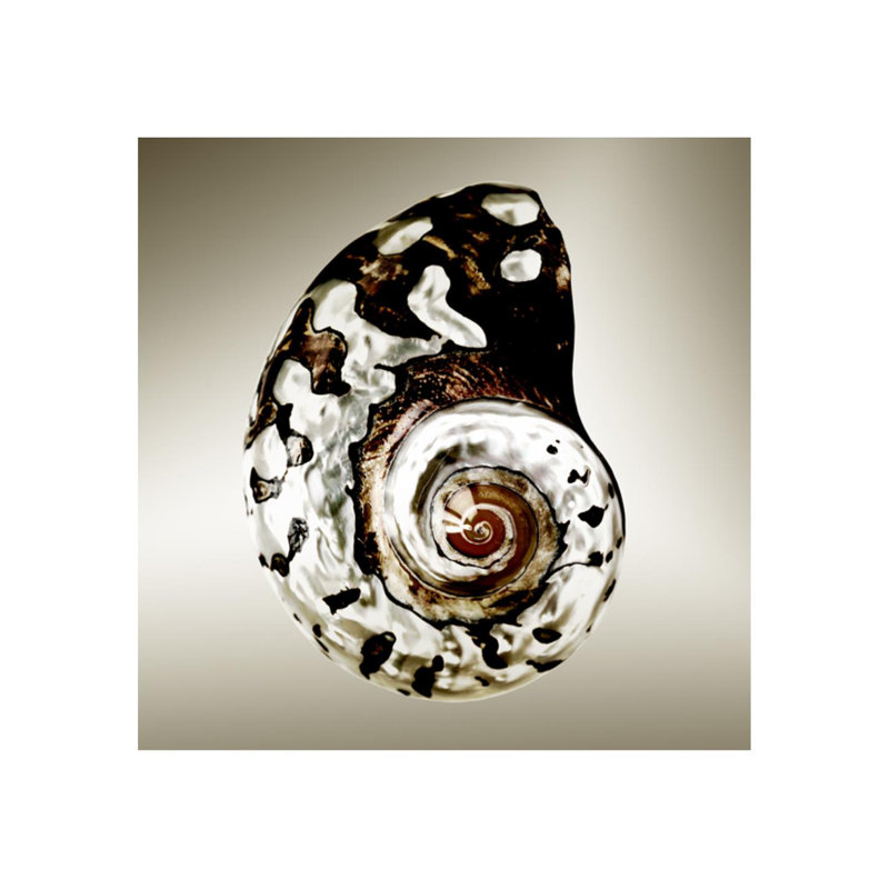 «Gilt Shells I» par Zoey Riley - impression, H 24 po x l 24 po x P 1,5 po, Plexi