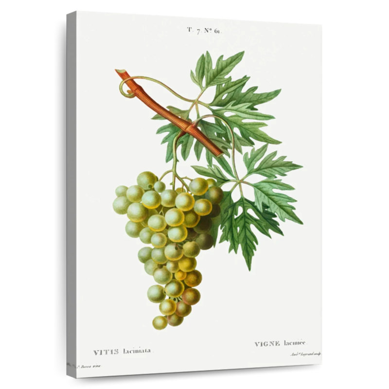 Yarlin Grape Vine - Vitis Laciniata, 51" H x 34" W