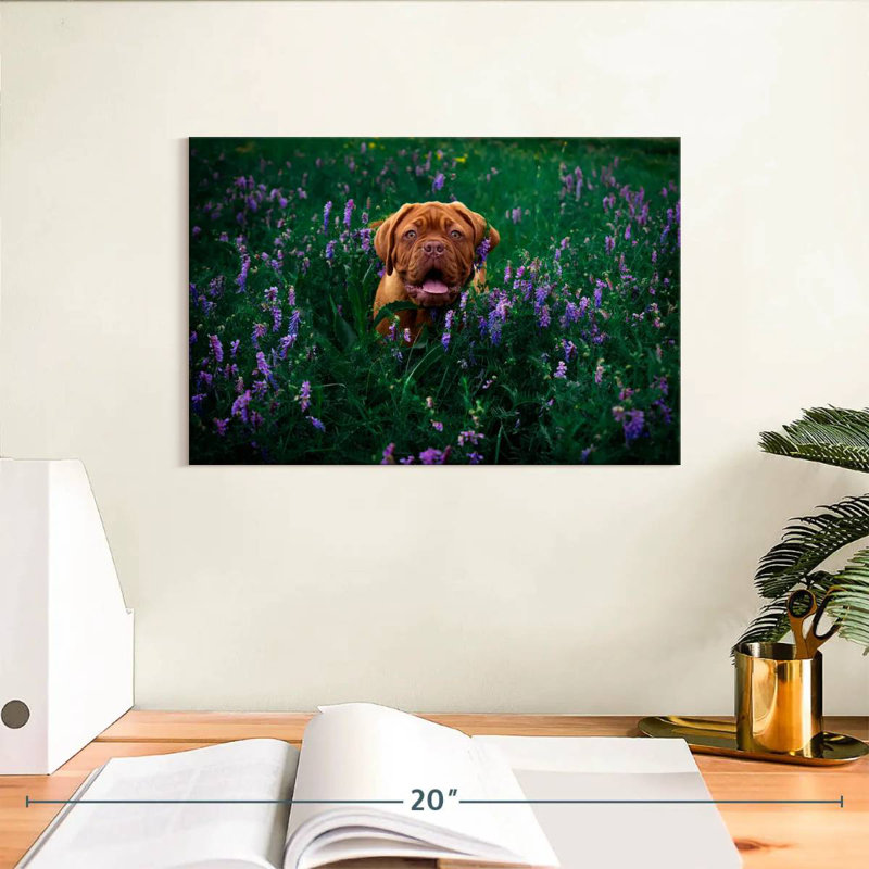 Dogue français Brampt, H 8 po x l 12 po