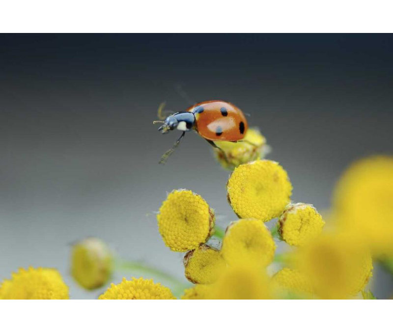 «Latitude Run® Terrill», reproduction d'art sur toile tendue par Steve Gallery: OR, coccinelle Multnomah Co sur une fleur jaune