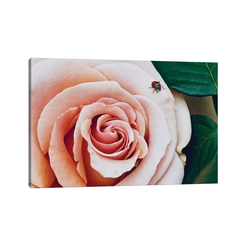Ladybug An A Rose III by Susan Vizvary - Wrapped Canvas Print, 20.32 cm H x 30.48 cm W