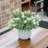 11 " Faux in Ceramic Pot-174026394