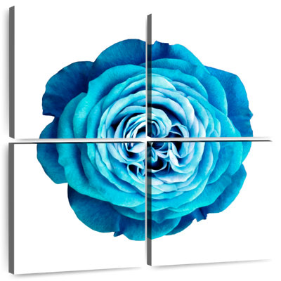 Harnek Gradient Blue Rose