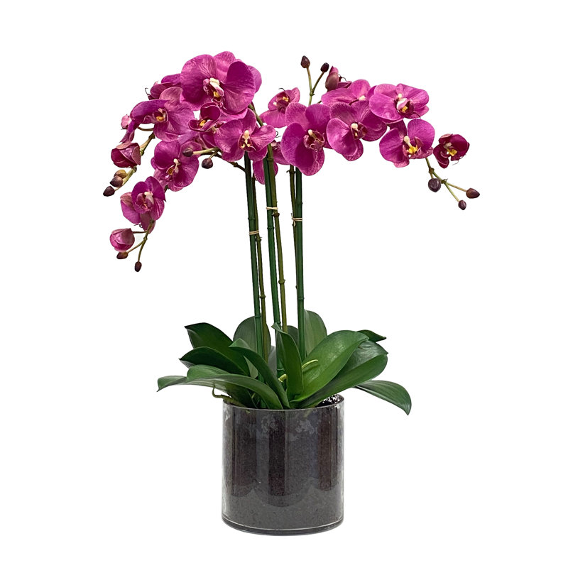 ORCHID PHALAENOPSIS IN GLASS