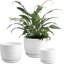 Ceramic Pot Planter