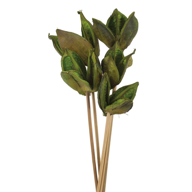 Sora Pod attaché à une tige de bois, séché 16 po Sora Pod attaché à une tige de bois, séché, Basilic