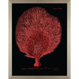 Flabellum On Black I Print