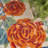 Nichelle Floral Indoor/Outdoor Area Rug-58638336