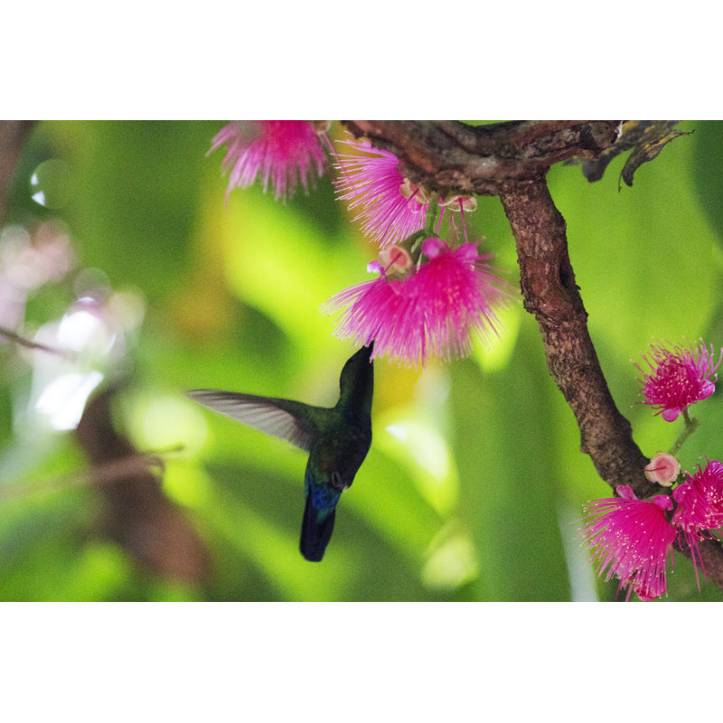 Hummingbird Collecting Nectar - Wrapped Canvas Print, 81cm H x 122cm W x 3.8cm D