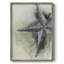 «Found Starfish II», reproduction encadrée - bois massif-1706923243
