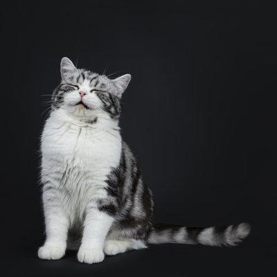 Flieger adorable chat sur toile