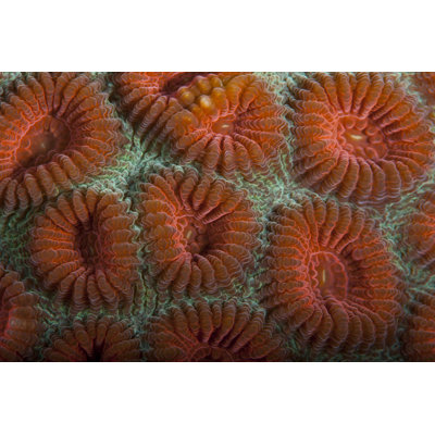 Orange Dream S. Raja Ampat, Indonesia by Beverly Factor - Print on Canvas
