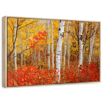 Bouleaux d'automne