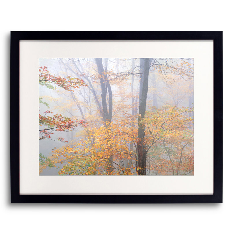 Autumn Trees In Fog Print by Bruce Heinemann, Black Framed Paper, White, 16" H x 20" W