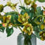The Winter Rose - Sage & Olive Helleborus Bloom in Smoke Glass Vase Everyday Water Illusion Arrangement Centerpiece