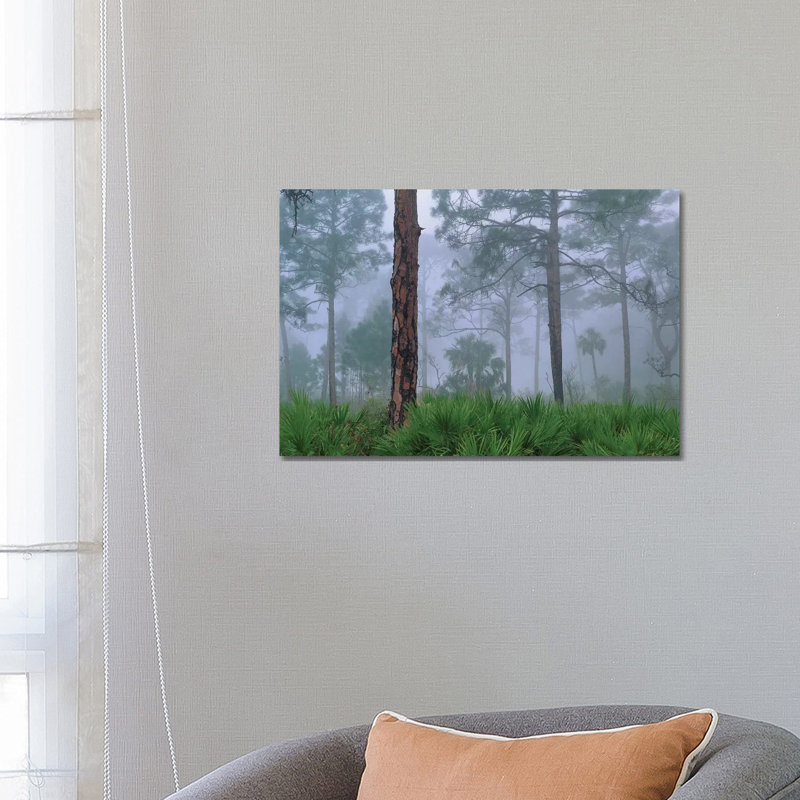 Saw Palmetto and Pine in Fog, Near Estero River, Florida Trees 1 Piece Wrapped Canvas Wall Art