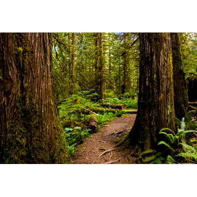 Cumberland Forest Trails par Christinafelsing - photographie sur toile tendue