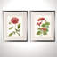 «Scarlet Botanical I», ensemble de 2 reproductions d'impressions encadrées-28785849