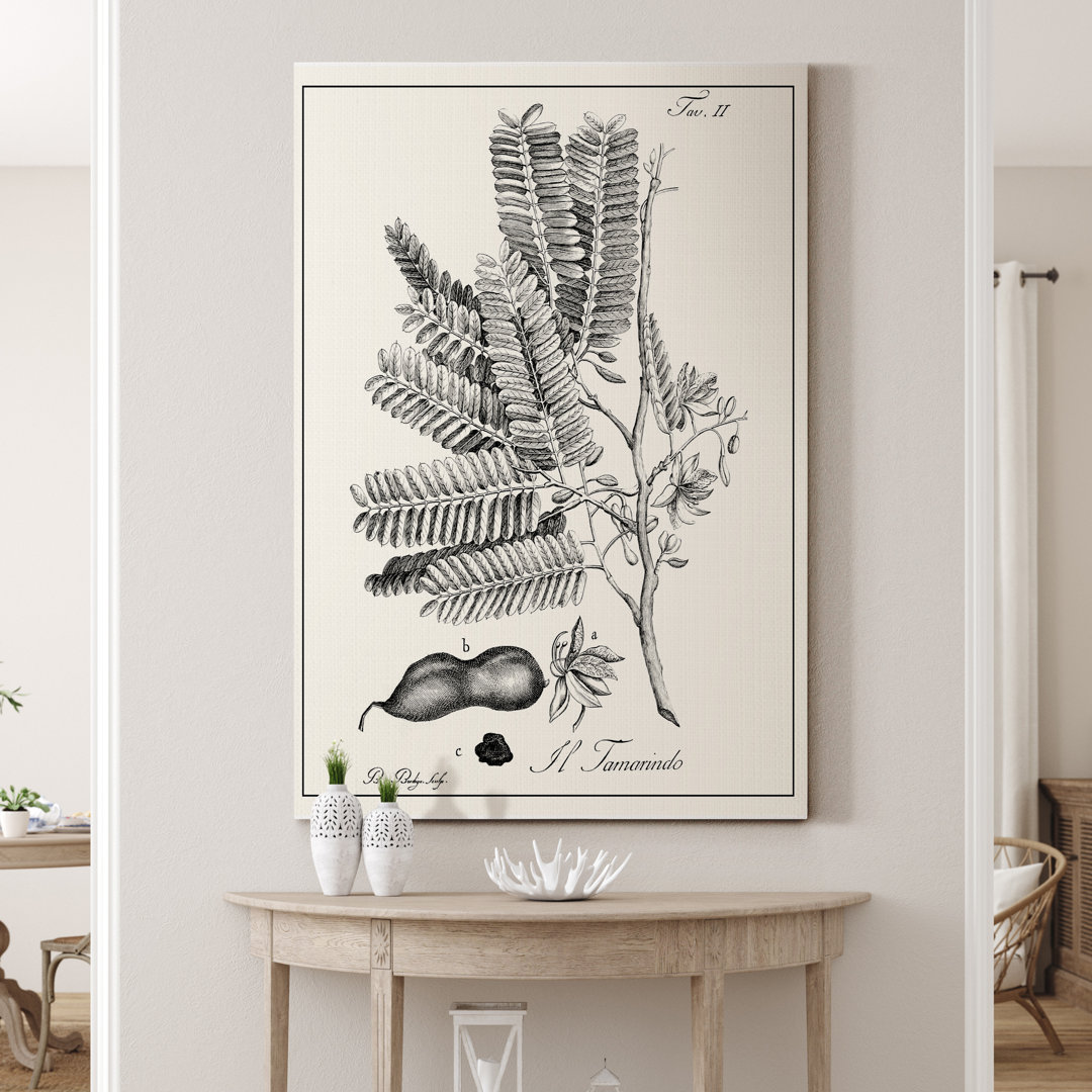 " Antique Black And White Botanical " Painting Print Red Barrel Studio®