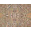 Oriental Area Rug in Tan
