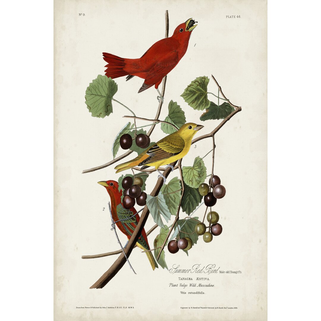 Leinwandbild Pl 44 Summer Red Bird von John Audubon