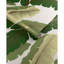 Isla Royal Wp - Mist-262617480