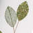 Leaf Aritificial-987895369-987895366