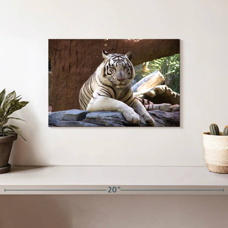 Crowle Resting White Tiger, 8" H x 12" W