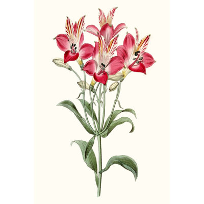 Roseate Blooms I by Vision Studio - Wrapped Canvas Painting