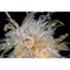 Lustre jaune sarcelle Alan Mizrahi-711241266-711241271-711241224