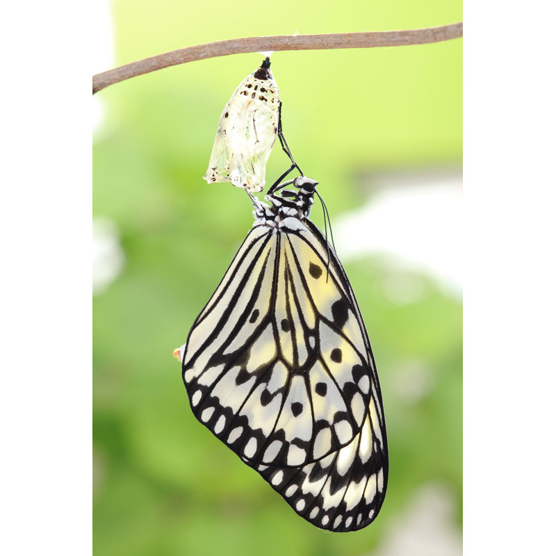 Butterfly Change Form Chrysalis by RyanKing999 - Wrapped Canvas Print, 46cm H x 30cm W