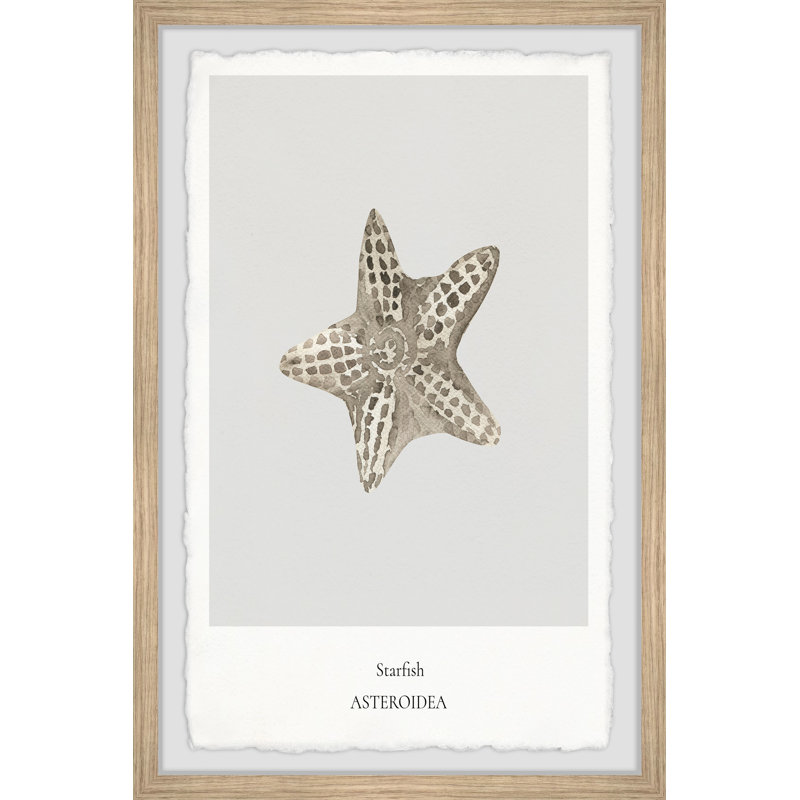 Asteroidea - Single Picture Frame Print, 45cm H x 38cm W x 3.81cm D