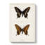 Black Swallowtail Butterfly by S.F. Denton - Wrapped Canvas-55371348
