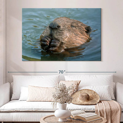 Castor dans l'eau