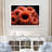 " Orange Giant Plumose Anemone "-95891211-95891214