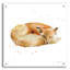 «Sleeping Fox» par Katrina Pete-1357437087