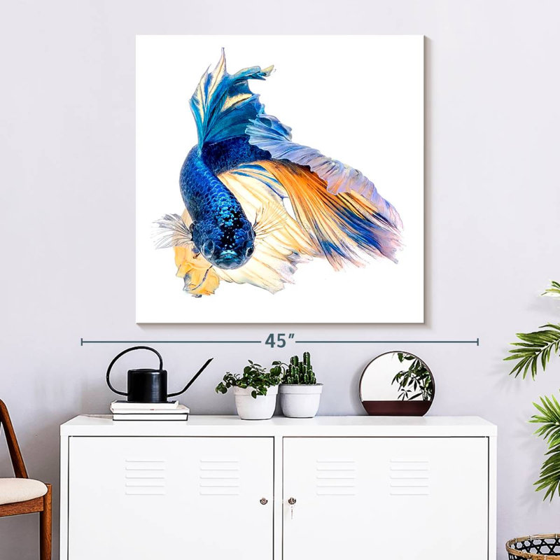 Crowle Halfmoon Betta, 33" H x 33" W