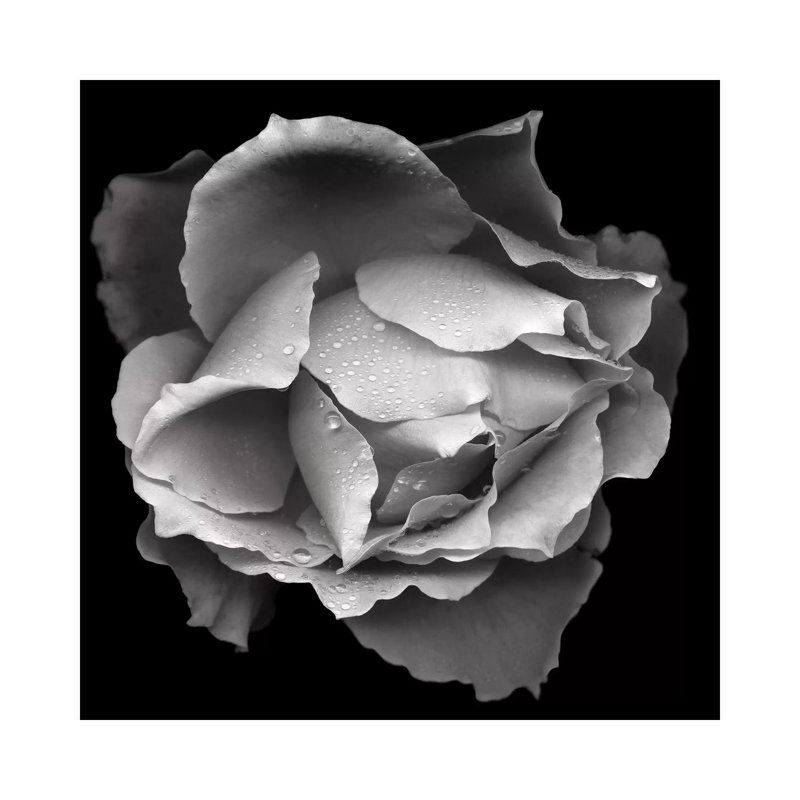 Salmon Rose VII, B&W by Magda Indigo - Wrapped Canvas Print, 45.72 cm H x 45.72 cm W x 1.91 cm D